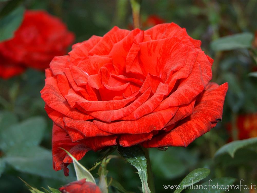 Milano - Rosa rossa a Orticola 2016